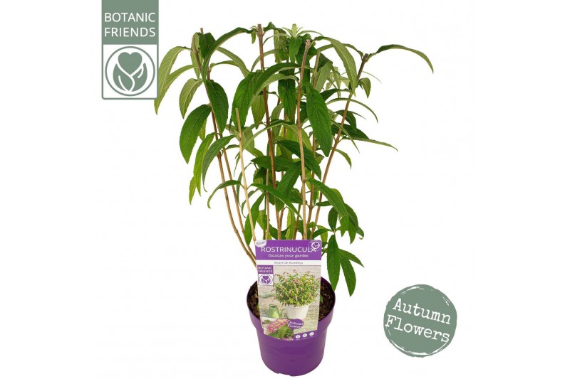 Heesters Rostrinucula Dependens 