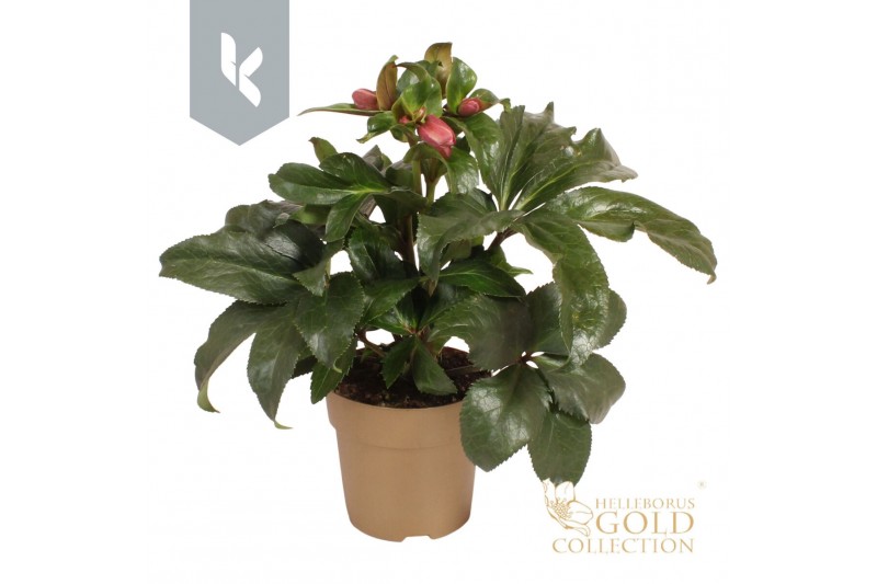 Helleborus hgc ice n roses early rose HGC Helleborus Ice N Roses Early 