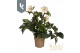 Helleborus hgc ice n roses picotee HGC Helleborus Ice N Roses Picotee  