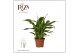 Spathiphyllum chopin 3+ - Zonder Hoes 