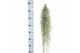 Tillandsia usneoides tillandsia usneoides grey Large60 - 69  cm 