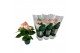 Anthurium andr. spirit Anthurium Spirit 9cm3 bl. 