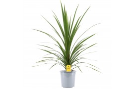 Cordyline peko Cordyline Australis Verde1 pp