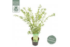 Acer palmatum butterfly Acer palm. Butterfly