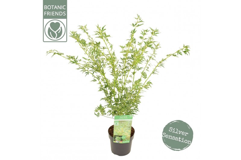 Acer palmatum butterfly Acer palm. Butterfly 