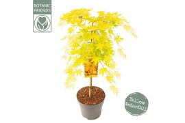 Acer palmatum Acer palm. Cascade Gold40 cm cm stam