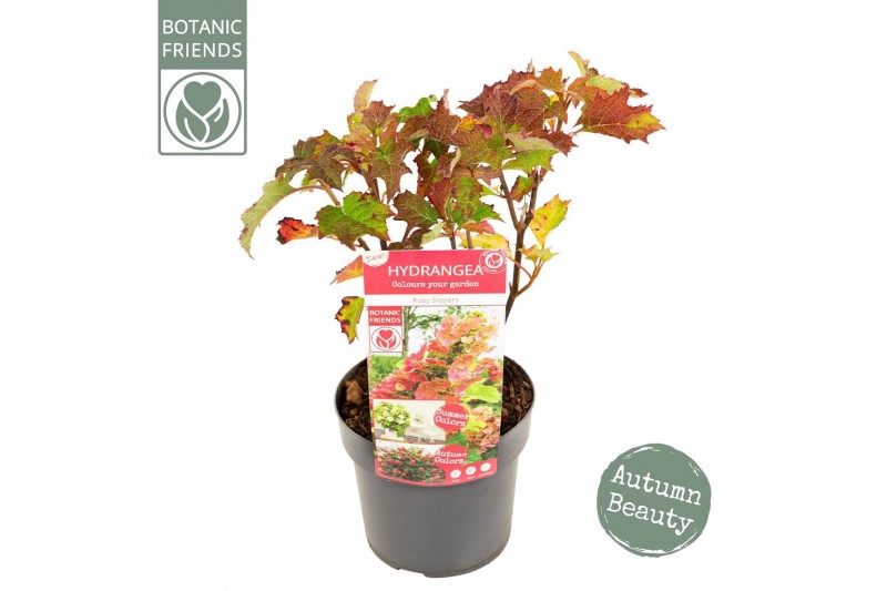 Hydrangea quercifolia Hydrangea que. Ruby Slippers ® 