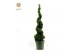 Buxus sempervirens Buxus semp. Spiral 90cm 