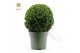 Buxus sempervirens Buxus semp. Ball Ø35cm P27cm diameter 