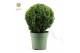 Buxus sempervirens Buxus semp. Ball Ø32cm P24cm diameter 
