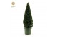 Buxus sempervirens Buxus semp. Pyramid 55cm P21cm diameter 
