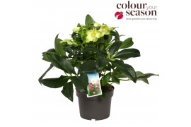 Helleborus jwls endless Helleborus Endless P1950 bl.