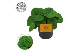 Peperomia albovittata rana verde Peperomia Rana Verde 10,5cm