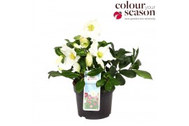 Helleborus niger advent star Helleborus Niger Advent Star P1310 bl.