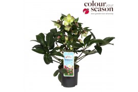 Helleborus x ericsmithii viv valeria Helleborus x ericsmithii Valeria2