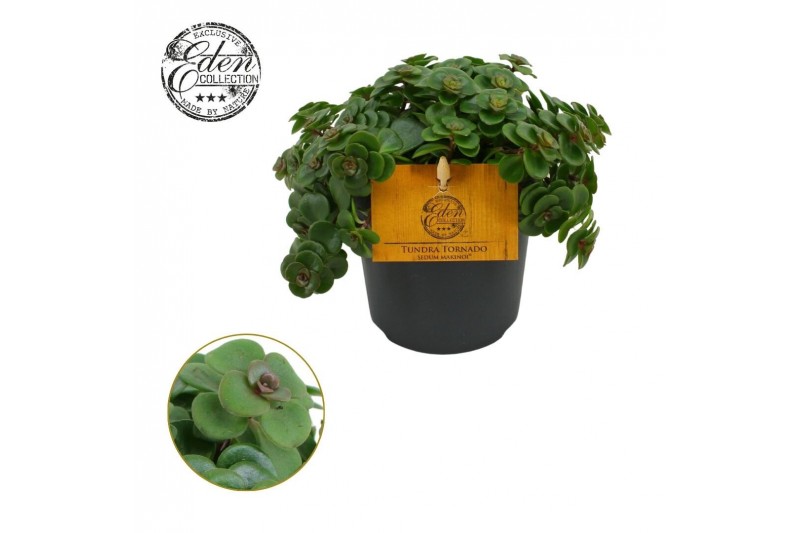 Sedum makinoi Tornado Sedum Tornado 10,5cm 7 pp 