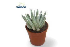 Senecio Senecio Scaposuscm