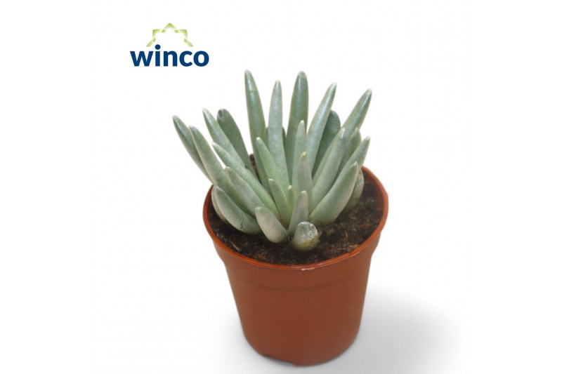 Senecio Senecio Scaposuscm 