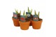 Hippeastrum Hippeastrum Mix terracotta 15cm2 tak/plnt 