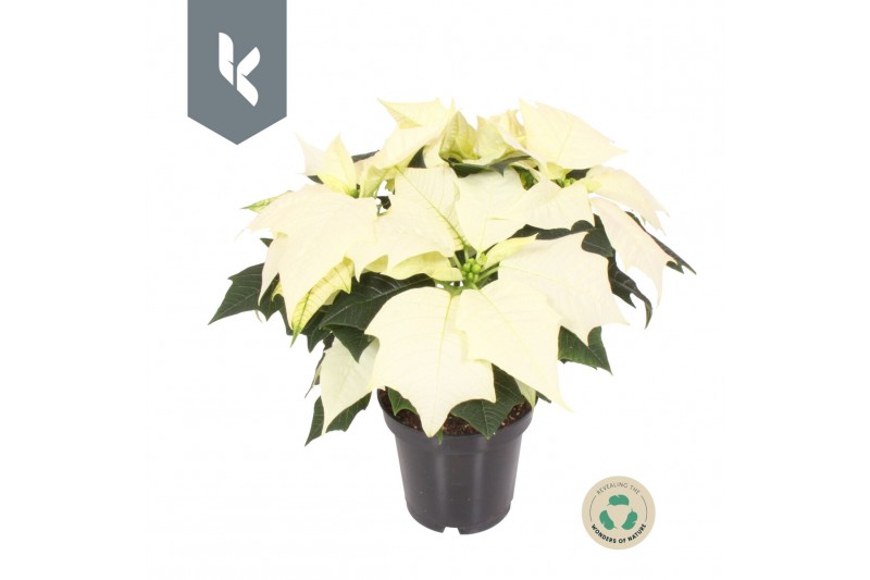 Euphorbia pul. alaska Poinsettia Alaska3 bl. 