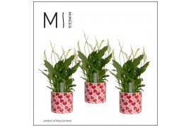 Spathiphyllum bellini In Lonneke Keramiek