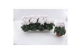 Cyclamen pers. super serie merengue Cyclaam Merenque White20 cm diamet