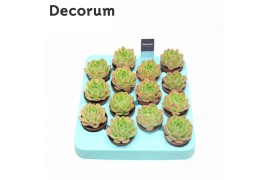 Echeveria Echeveria Gilva (red) (Decorum)1 pp