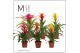 Bromelia mix Bromelia Cupcake - 12cm | Mimesis 