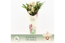 Cymbidium Cymbidium, Little Stef 7+ spike P14 Exclusiva Orchidea Potco