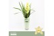 Cymbidium Cymbidium, Paddy 2-spike P14 Orchid Collection Potcover 2 ta 