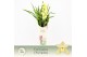 Cymbidium Cymbidium, Paddy 4-spike P14 Exclusiva Orchidea Potcover 4 t 