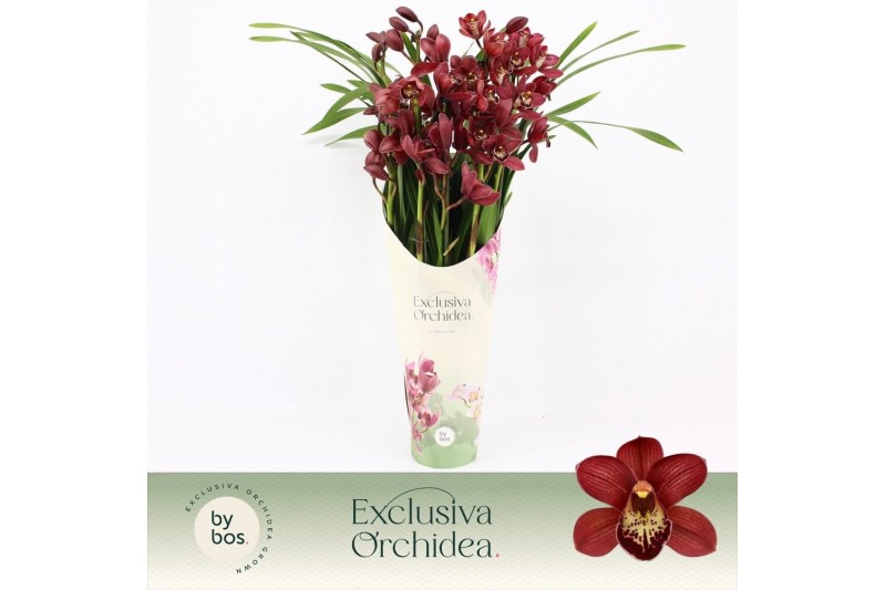 Cymbidium Cymbidium, Red Beauty Roy 5-spike P14 Exclusiva Orchidea Pot 