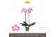 Phalaenopsis paars Optistar Carey 2 spike15 bl. 2 tak/plnt 