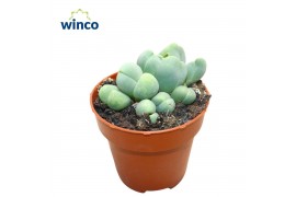 Succulenten Vanheerdea Divergens