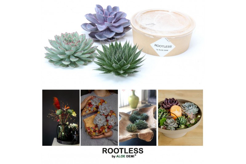 Arrangementen succulenten ROOTLESS Succulent 12-14 cm kraft box DIY12  