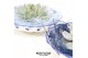 Arrangementen succulenten ROOTLESS Echeveria, Dutch Delft Blue bowl1 p 