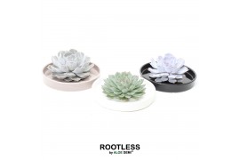 Arrangementen succulenten ROOTLESS Echeveria, Panda bowl1 pp