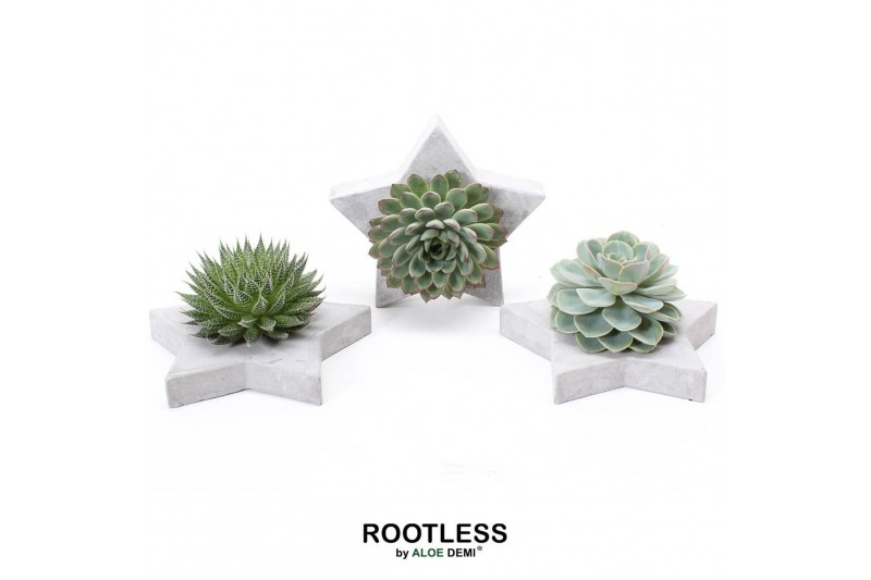 Arrangementen succulenten ROOTLESS Succulent, Grey star1 pp 