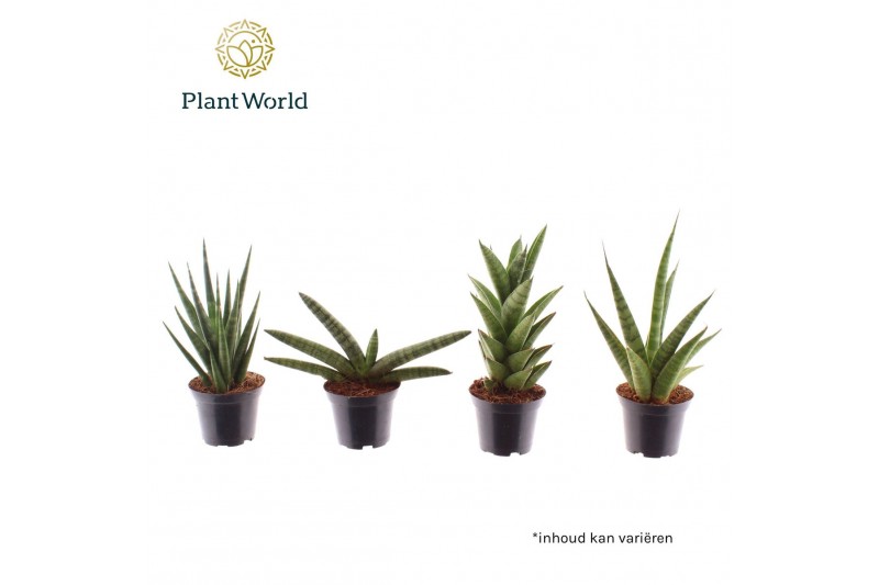 Sansevieria cylindrica Sansevieria mix basic mix 7 cm 