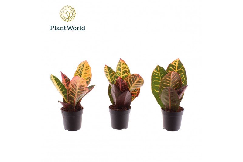 Codiaeum variegata petra Croton Petra kopstek 7 cm 1 pp 