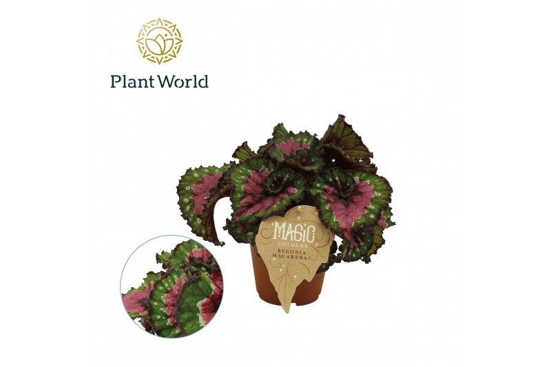 Begonia blad rex magic colours macarena Begonia rex Macarena 3 pp 