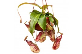 Nepenthes Nepenthes Monkey Jars Gaya 8 bl.