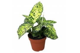 Dieffenbachia reflector Dieffenbachia Reflector 1 pp