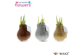 Hippeastrum gewaxt No Water Flowers Waxz® Metallic Gold / Silver/ Copp
