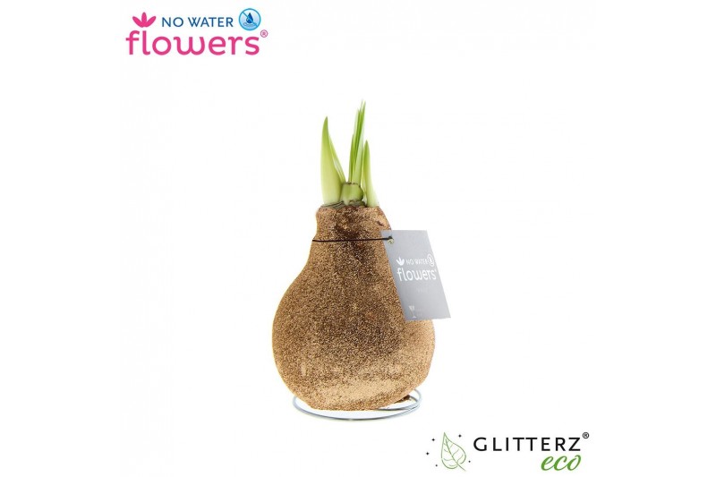 Hippeastrum gewaxt No Water Flowers Waxz Glitterz® Champagne2 tak/plnt 
