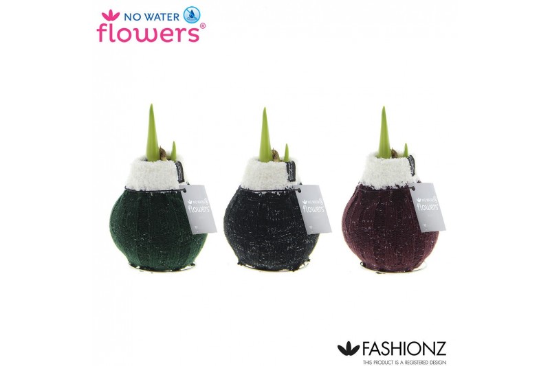 Hippeastrum gewaxt No Water Flowers® Fashionz Cozy Wooly2 tak/plnt 