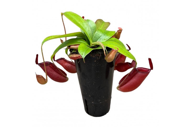Nepenthes Nepenthes Monkey Jars Bloody Mary (hoge pot) 1 bl. 