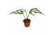 Monstera Monstera Burle Marx Flame 1 pp 