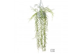 Hoya Hoya Linearis 30 - 34  cm 8 pp