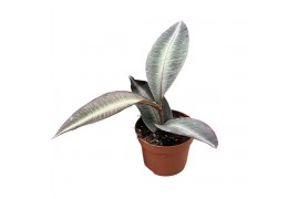 Kamerplanten Labisia Pumila 1 pp